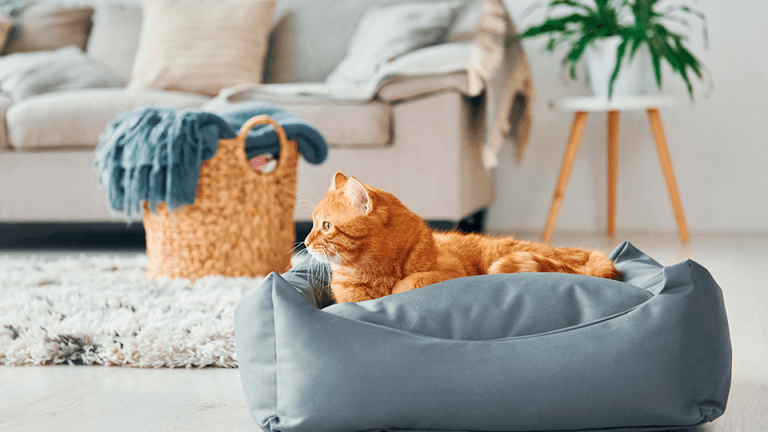 Día del Gato: Te ayudamos a Gatificar tu Depa sin Perder el Estilo